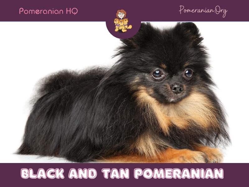 black and brown pomeranian puppies