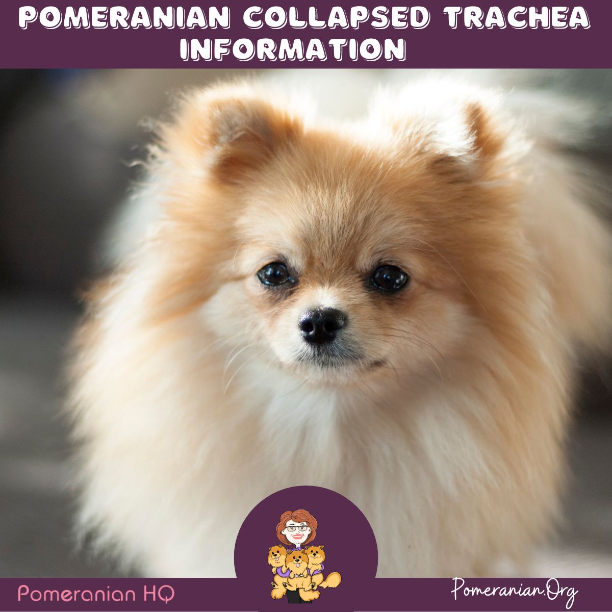 Pomeranian Collapsed Trachea Information