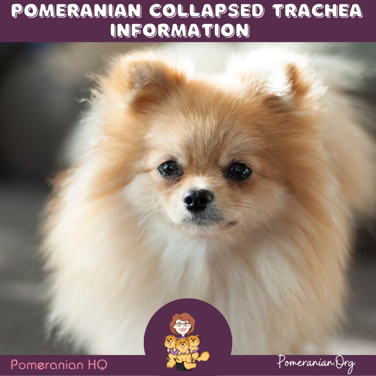 is collapsed trachea in dogs painful