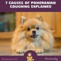 Pomeranian Coughing