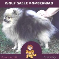 wolf sable Pomeranian