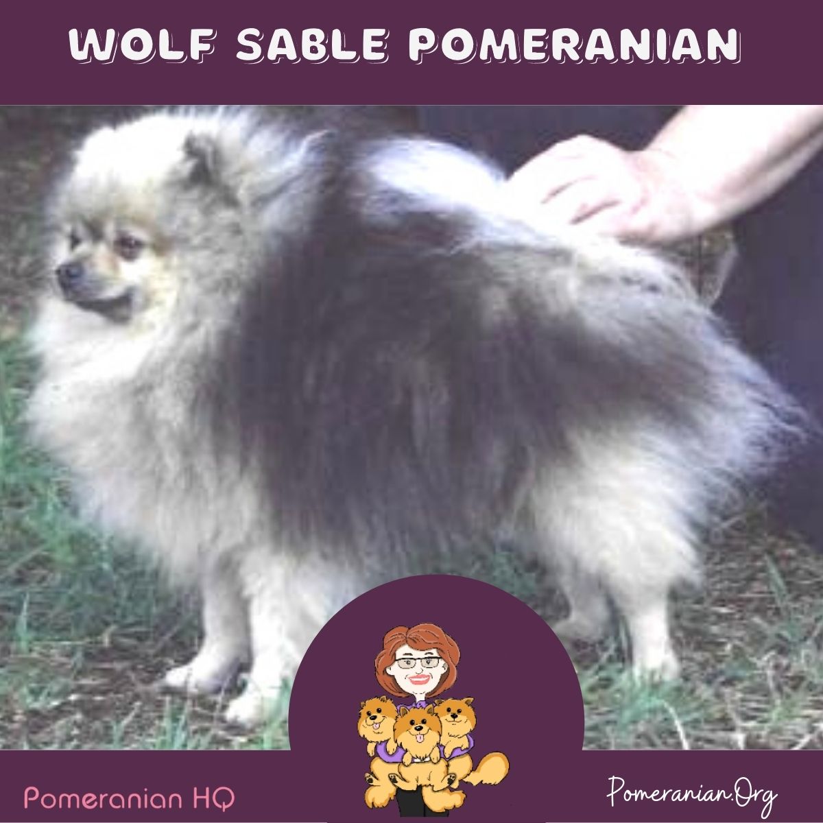 Gray sales pomeranian puppy