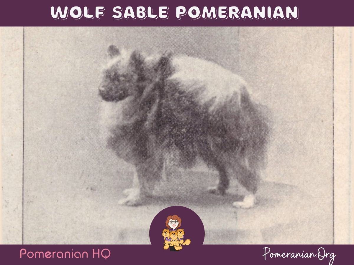Champion Wolf Sable Pomeranian The Sable Mite