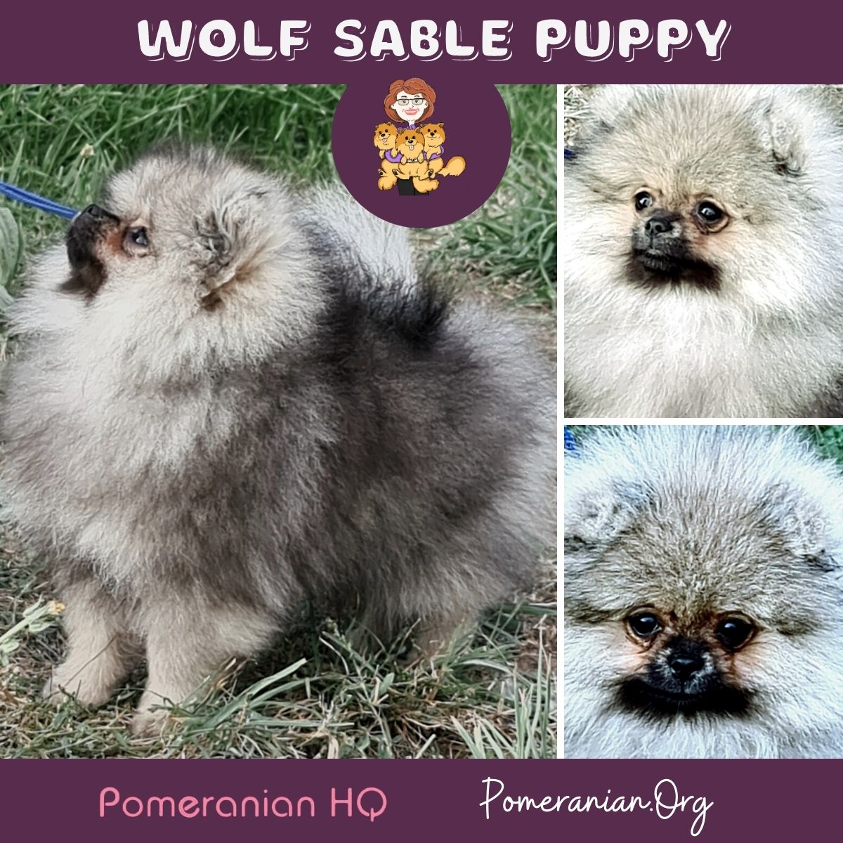 Grey sales pomeranian dog