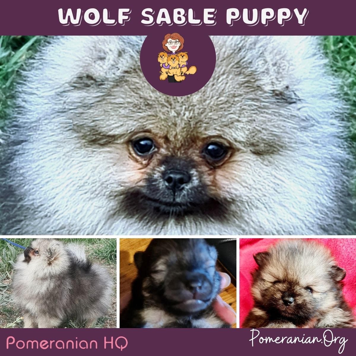 Wolf Sable Pomeranian Dogs