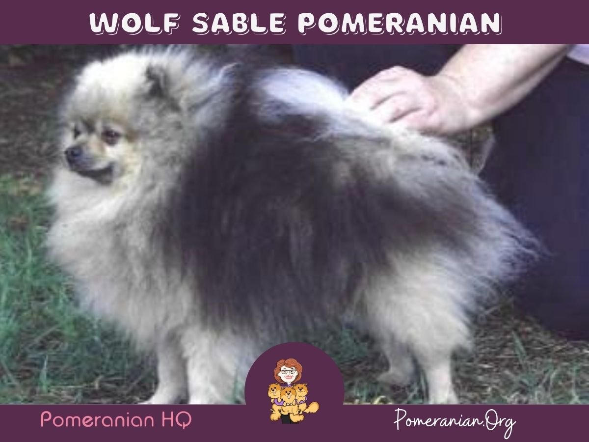 Pomeranian dog sale grey