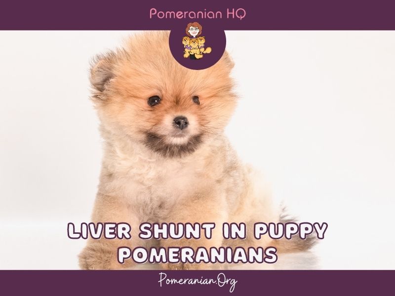 Liver Shunt In Puppy Pomeranians