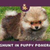 Liver Shunt In Puppy Pomeranians