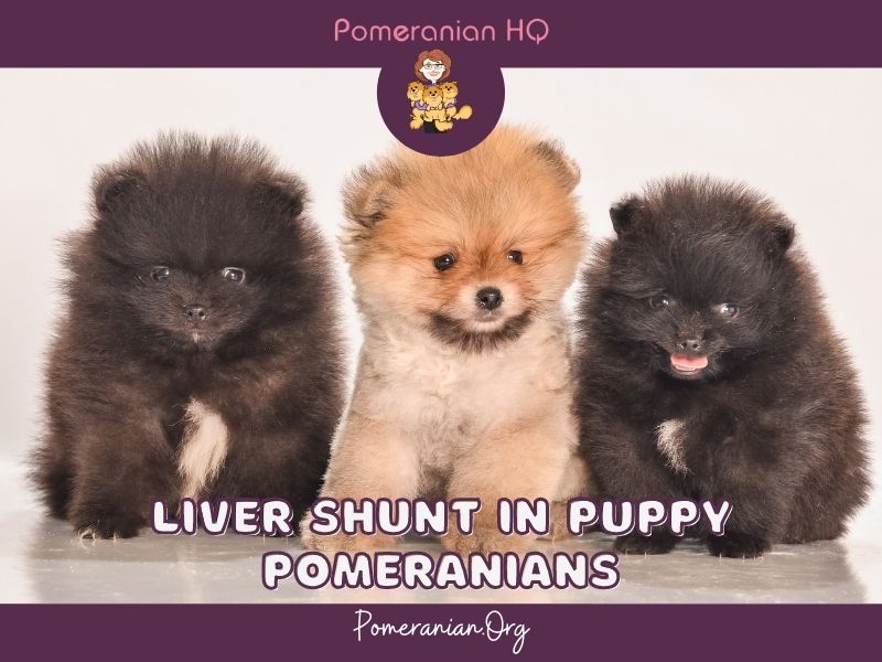 Liver Shunts In Puppy Pomeranians