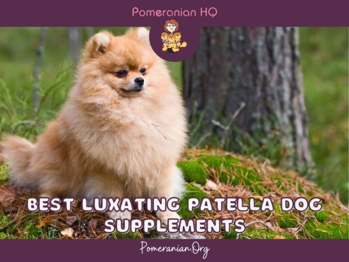 Details of the Best Luxating Patella Dog Supplements