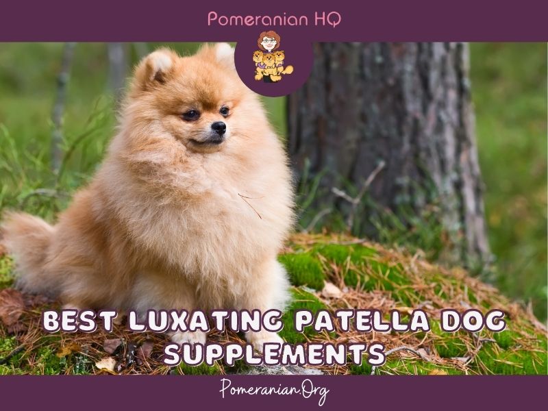 Best Luxating Patella Dog Supplements