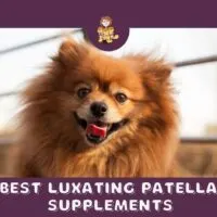 The Best Luxating Patella Dog Supplements