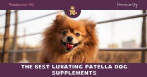 The Best Luxating Patella Dog Supplements