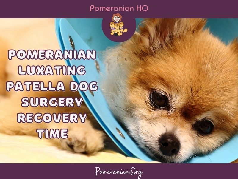 Pomeranian Luxating Patella Dog Surgery Recovery Time
