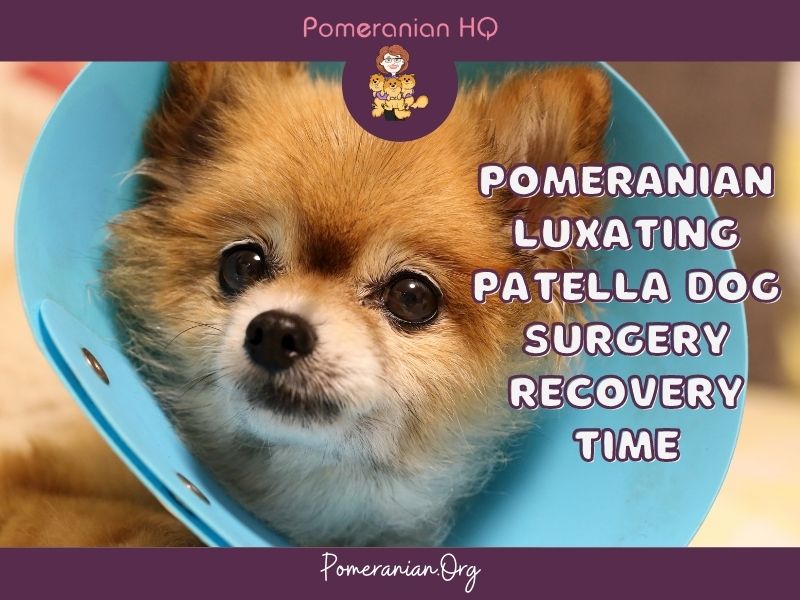 Pomeranian Luxating Patella Dog Surgery Recovery Process
