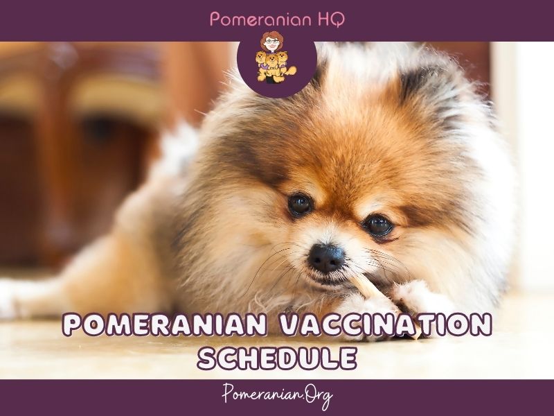 Pomeranian Vaccination Schedule