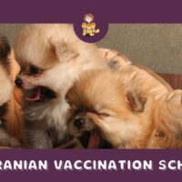 Pomeranian Vaccination Schedule