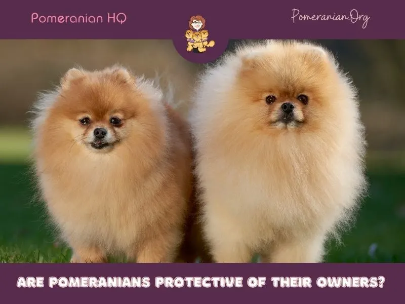 are pomeranians loyal