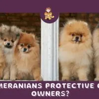 Are Pomeranians Protective of Their Owners?