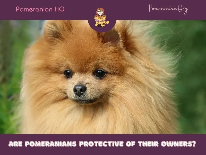 are pomeranians loyal