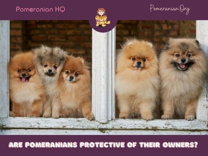The Facts Are Pomeranians Protective of Their Owners?
