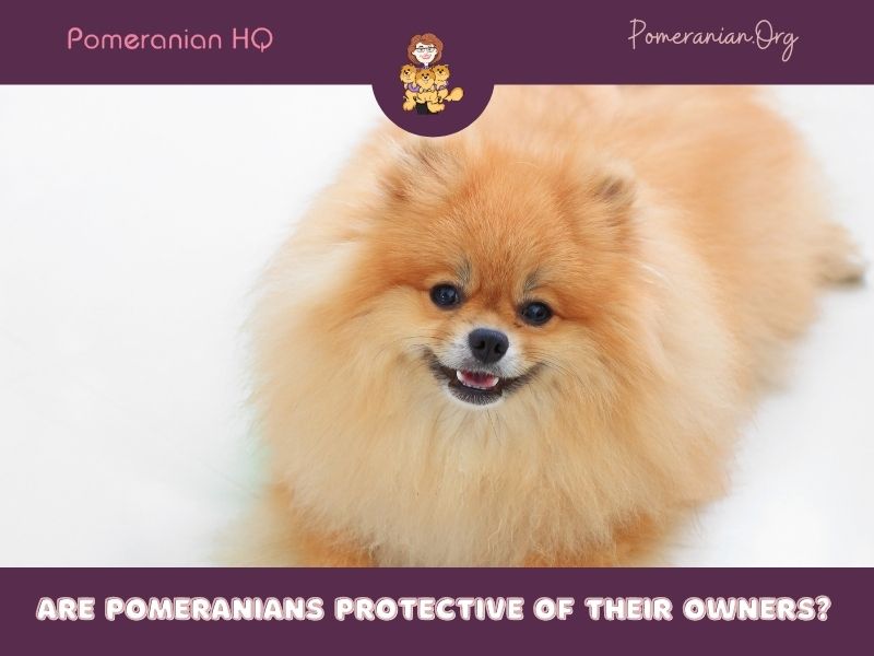Are Pomeranians Protective of Their Owners?