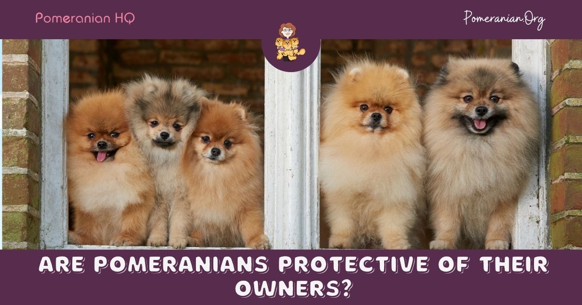 The Facts Are Pomeranians Protective of Their Owners?