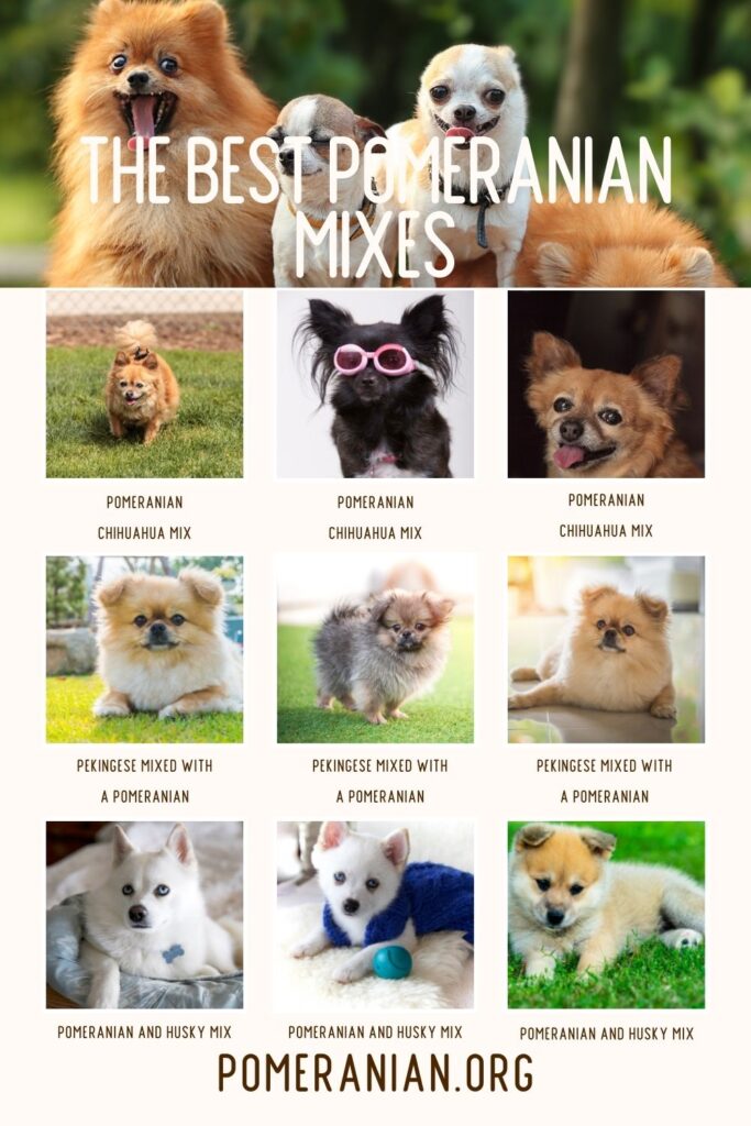 Types of sale pomeranian mixes