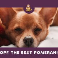 Best Pomeranian Mixes