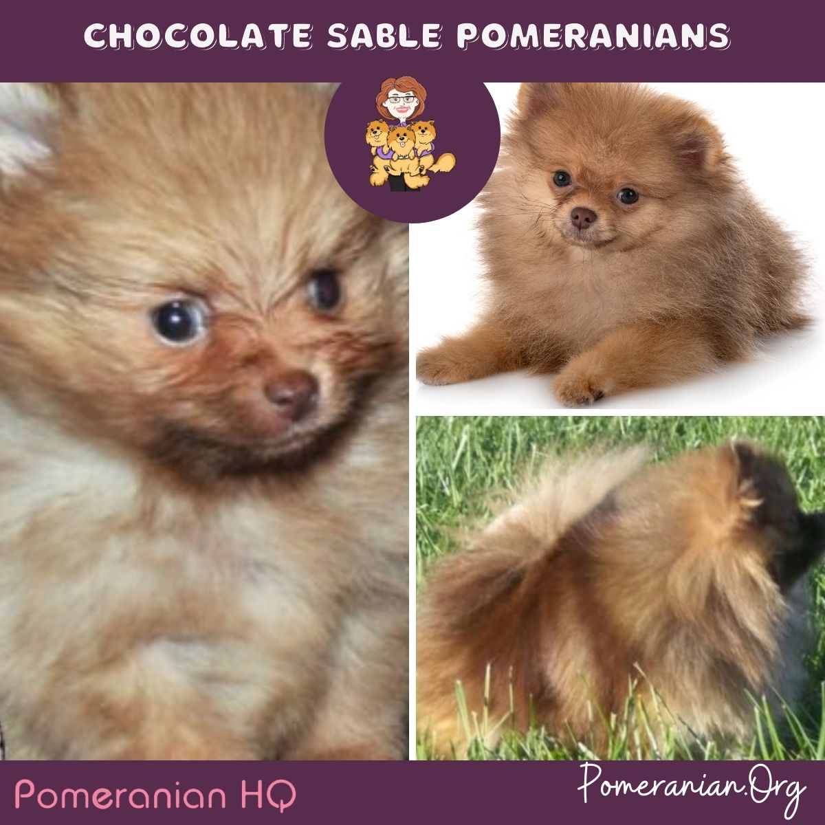 Chocolate sales sable pomeranian