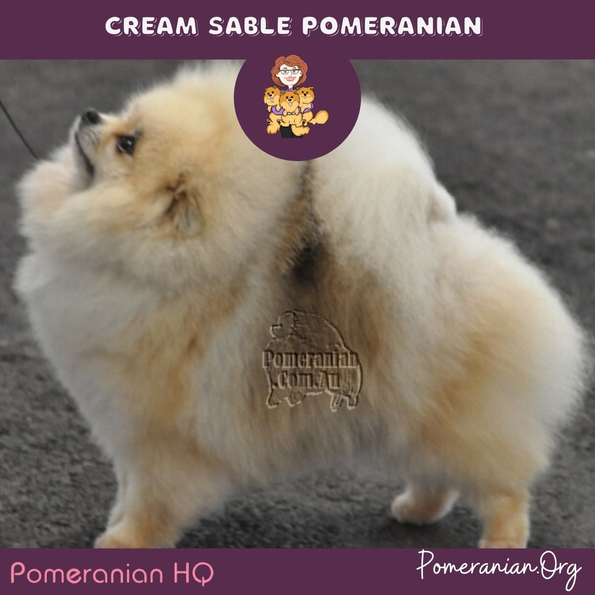 Cream sable pomeranian store puppy