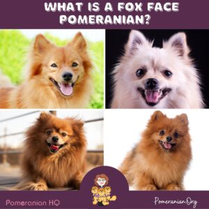What Are Fox Face Pomeranians?