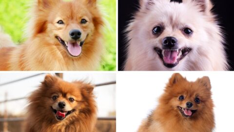 All About the Fox-Face Pomeranian Dog