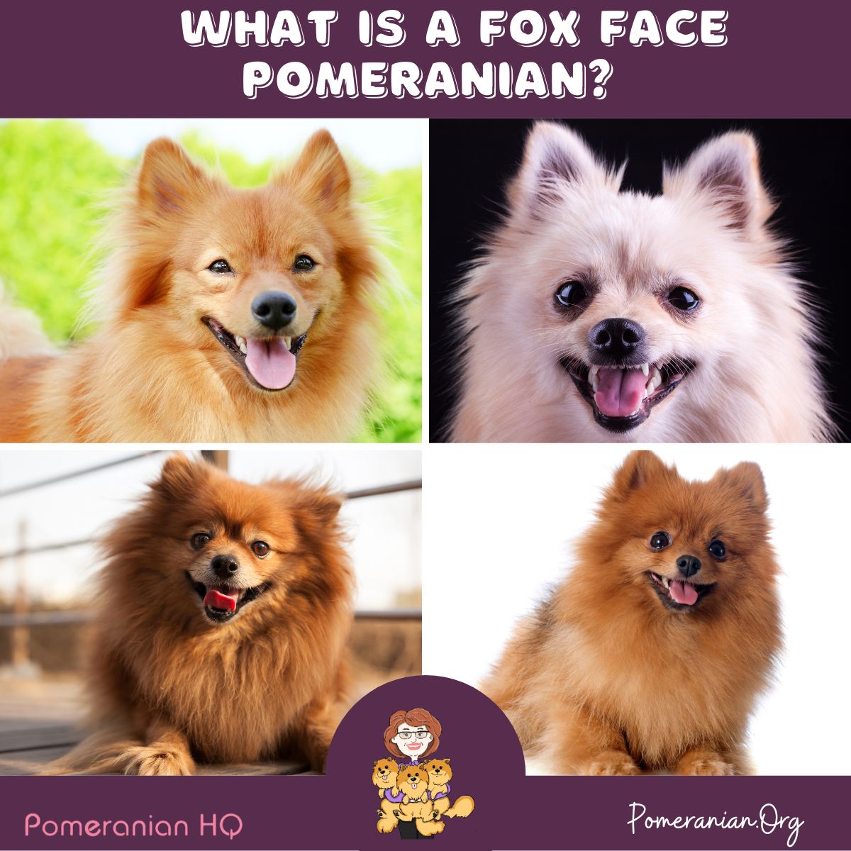 Fox Face Pomeranian