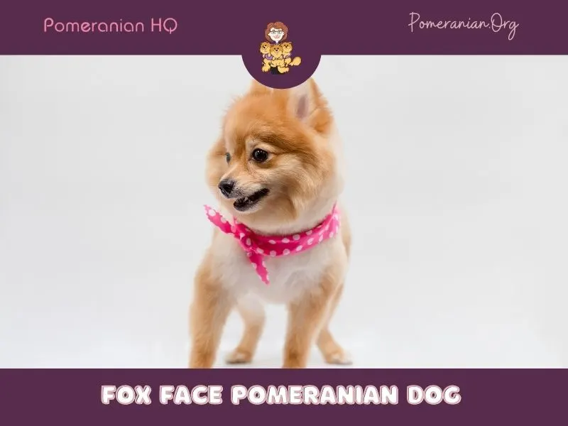 Fox Face Pomeranian Dog