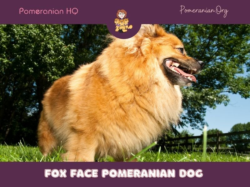 Fox Face Pomeranian Dog