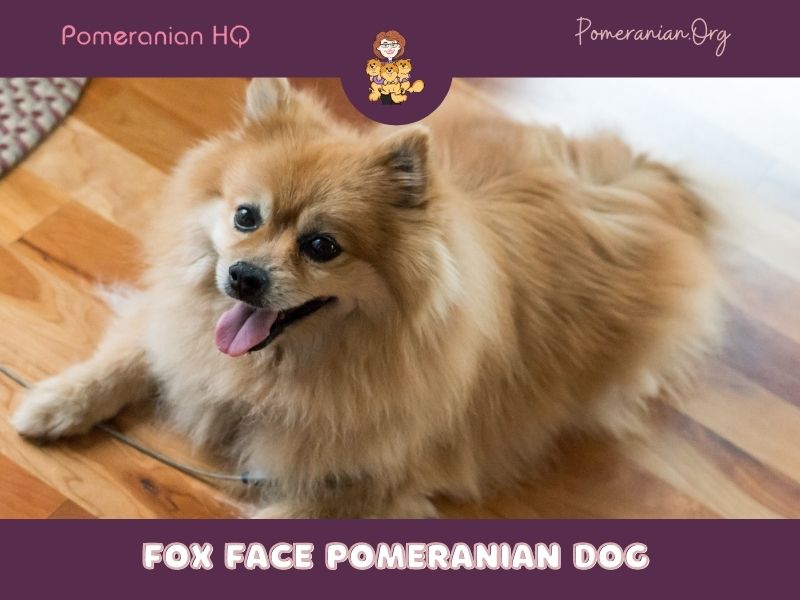 Fox face pomeranian for hot sale sale