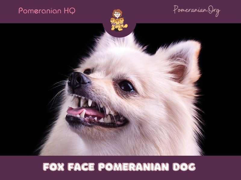 Fox Face Pomeranian Dog