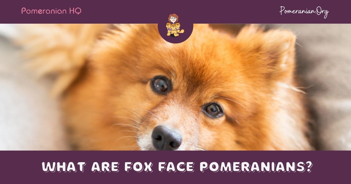 What Are Fox Face Pomeranians?