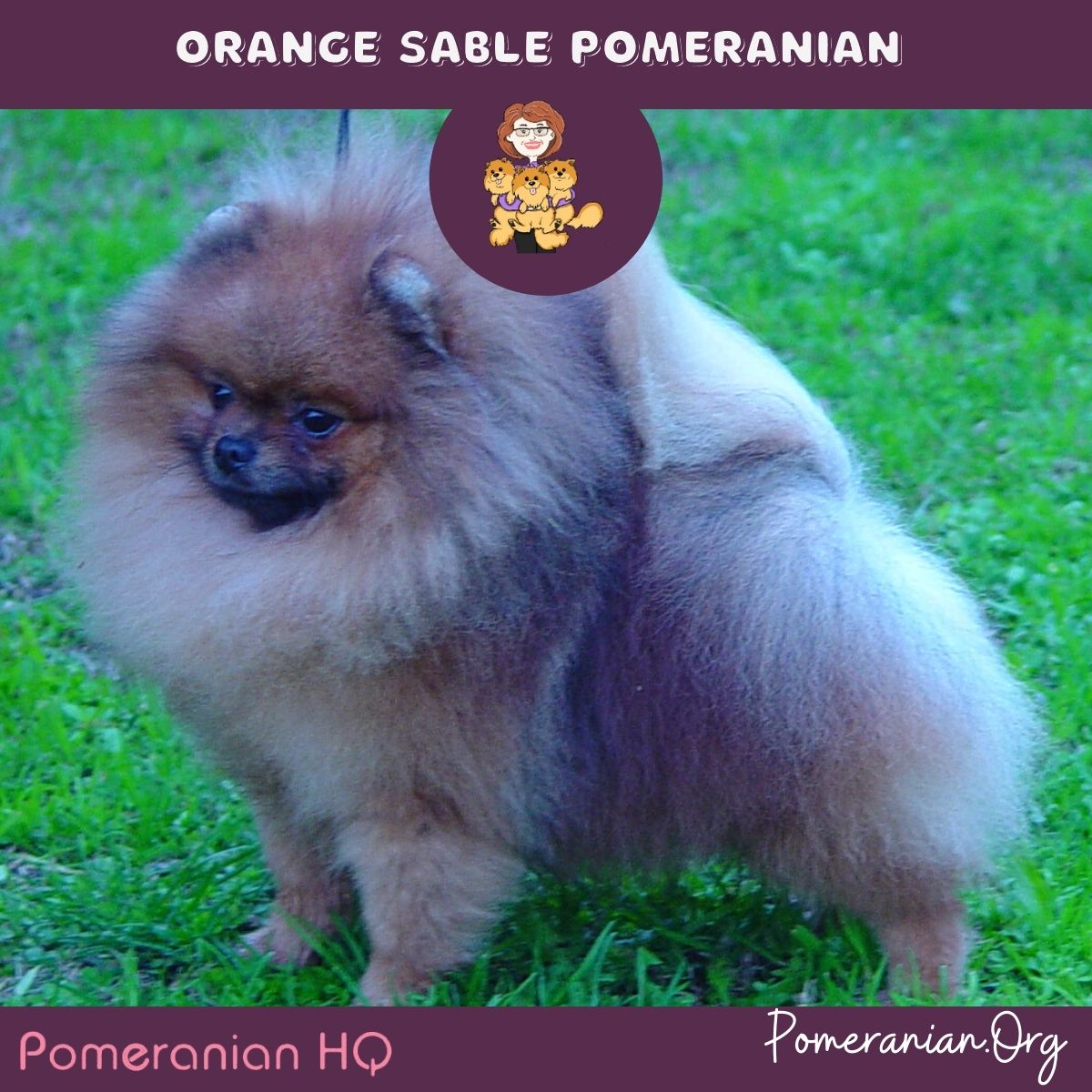 Orange Sable Pomeranian