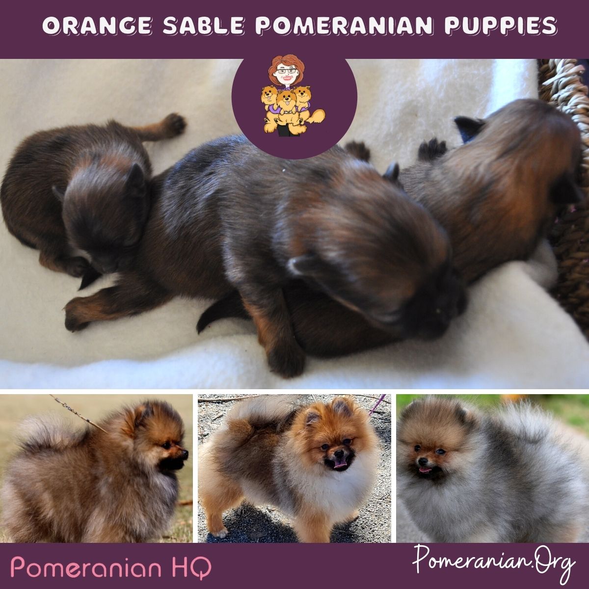 Orange Sable Pomeranian Puppies