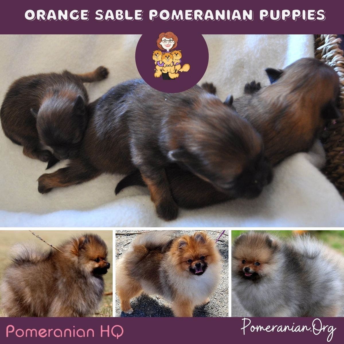 Dark sable sale pomeranian