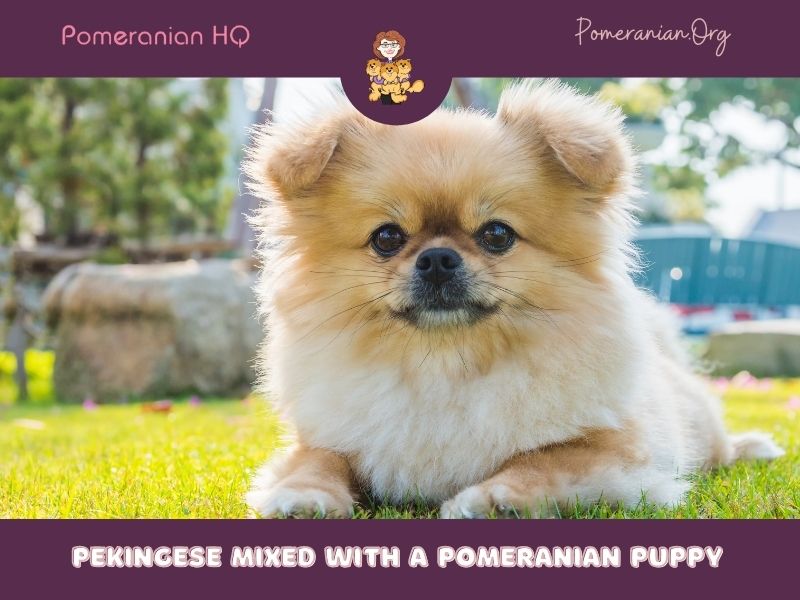 Pekingese mixed with a Pomeranian
