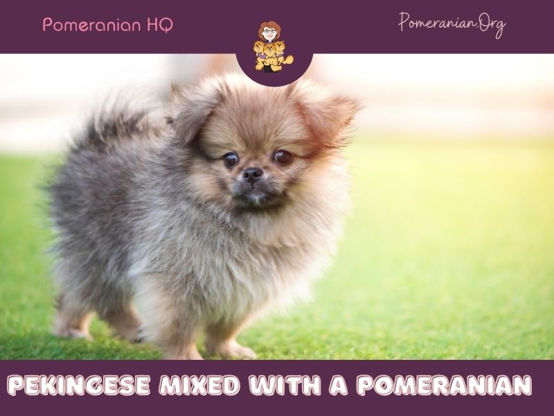 Pekingese mixed with a Pomeranian