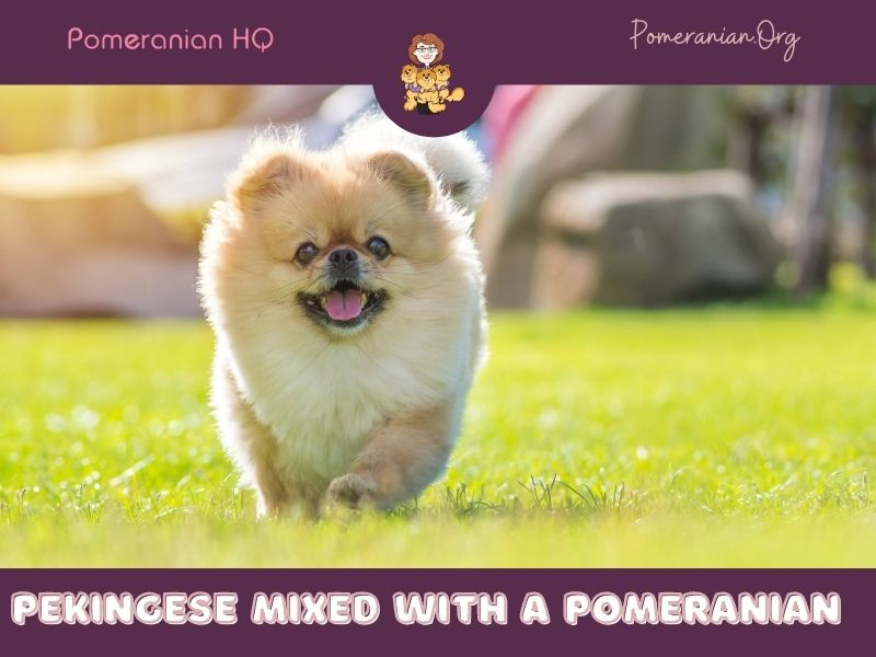 Pekingese mixed with a Pomeranian