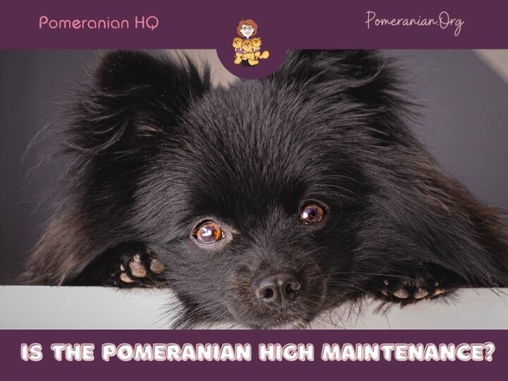 Is The Pomeranian High Maintenance Or Not?