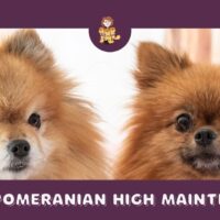 Is The Pomeranian High Maintenance