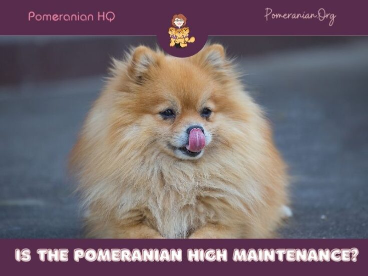 Is The Pomeranian High Maintenance Or Not?
