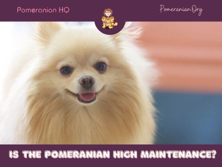 Is The Pomeranian High Maintenance Or Not?