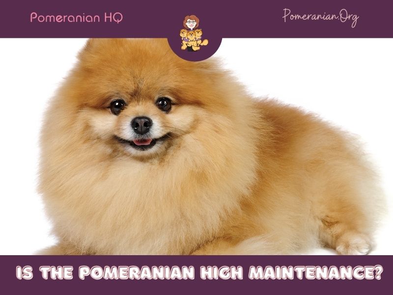 Is The Pomeranian High Maintenance